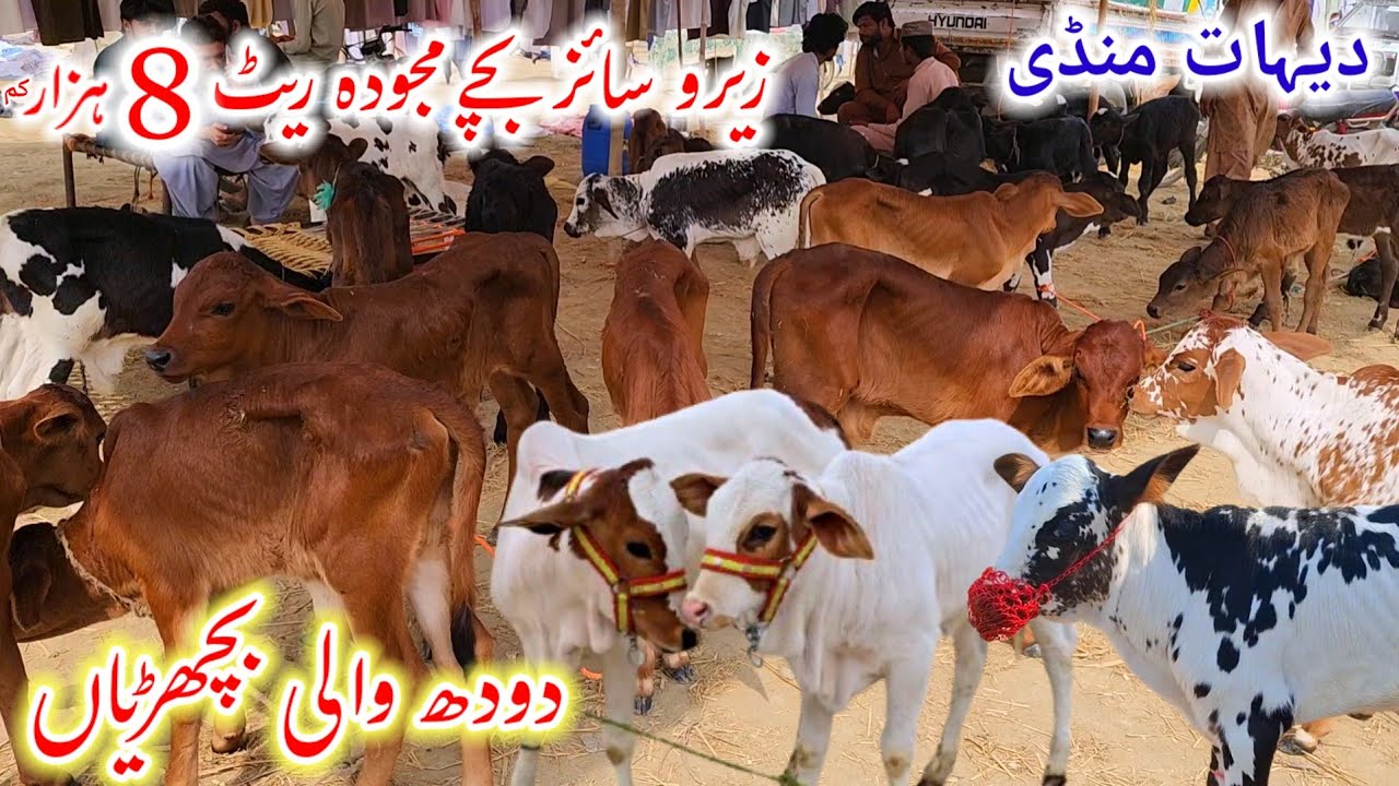 10 March 2026 Jumerat mandi zero size bachrian pujab mandi چولستانی ، ساہیوالی بچھڑیاں مناسب قیمتیں 