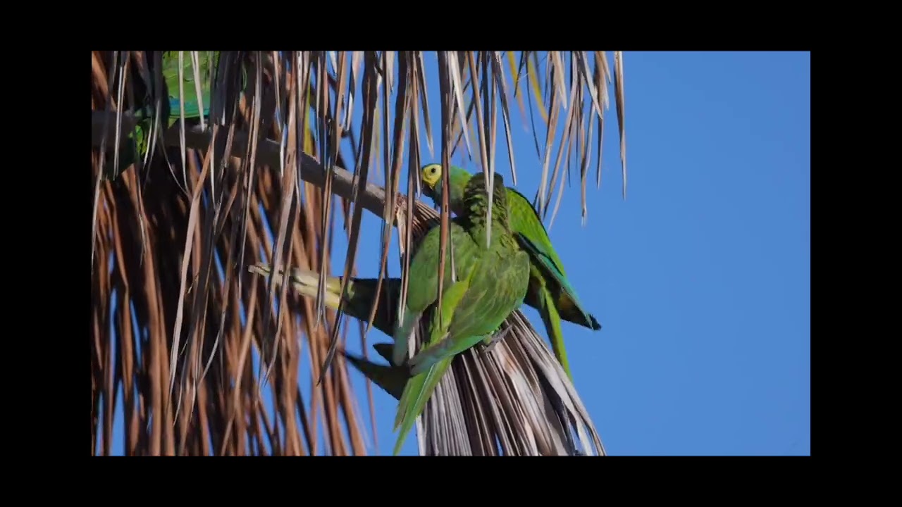 Red-bellied Macaw  Orthopsittaca manilatus