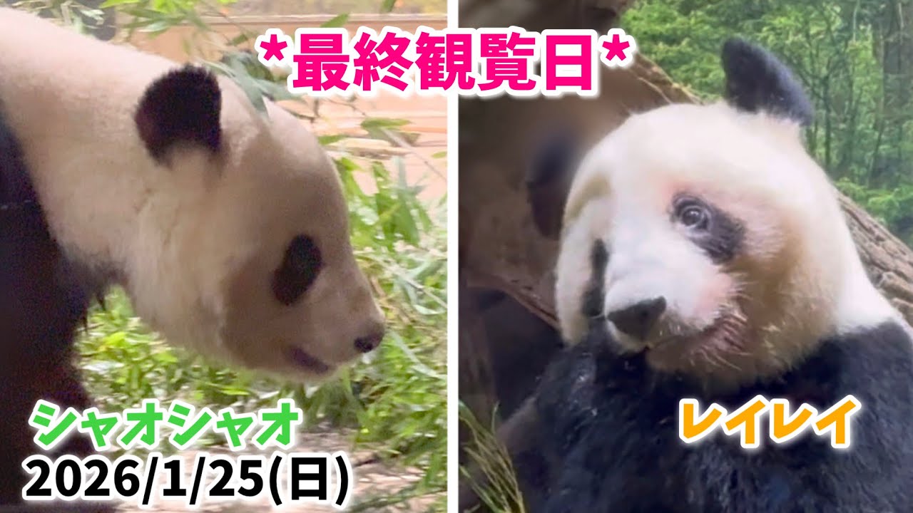 【最終観覧日🌿ありがとう💚💛シャオシャオ＆レイレイ🐼🐼】〜2026/1/25(日)上野動物園〜