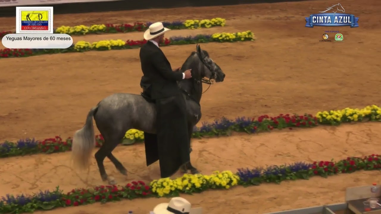 2do Encuentro de Criadores de Caballos de Paso Fino, Yeguas mayores