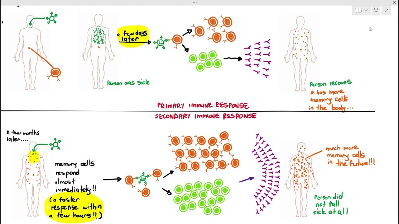 11-5 Immune Response of B-lymphocytes (Cambridge AS A Level Biology, 9700)