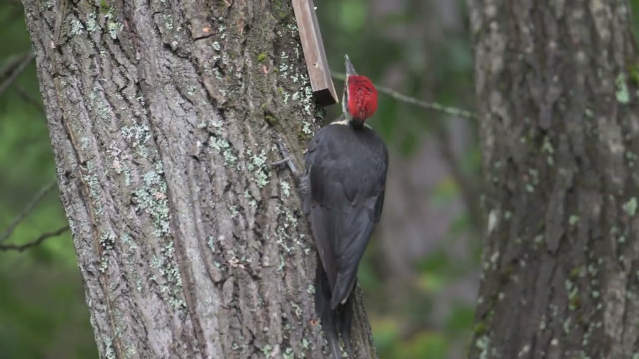 Pileated Woodpecker 1:47