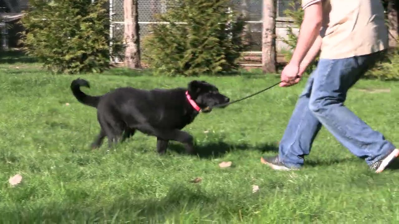 Sunny Training Day! Kraftwork K9 Pro German Shepherds