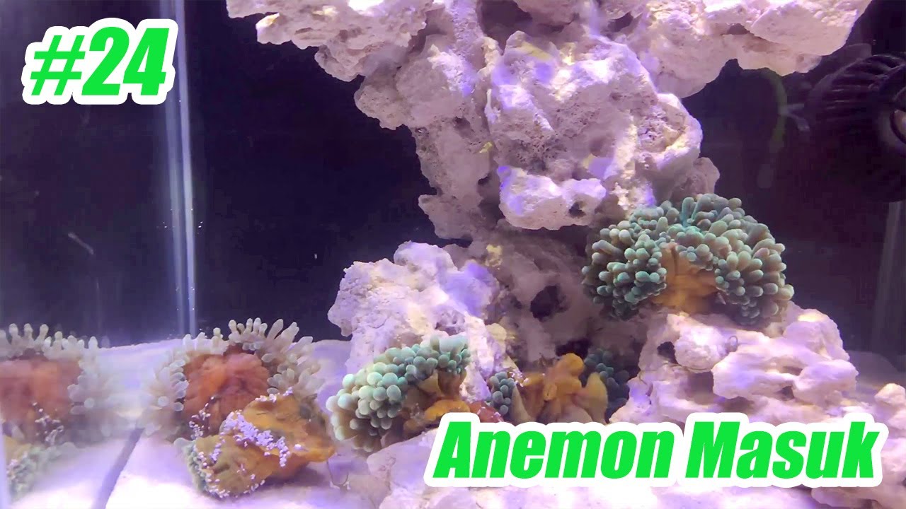 Masukin Anemon di aquarium baru