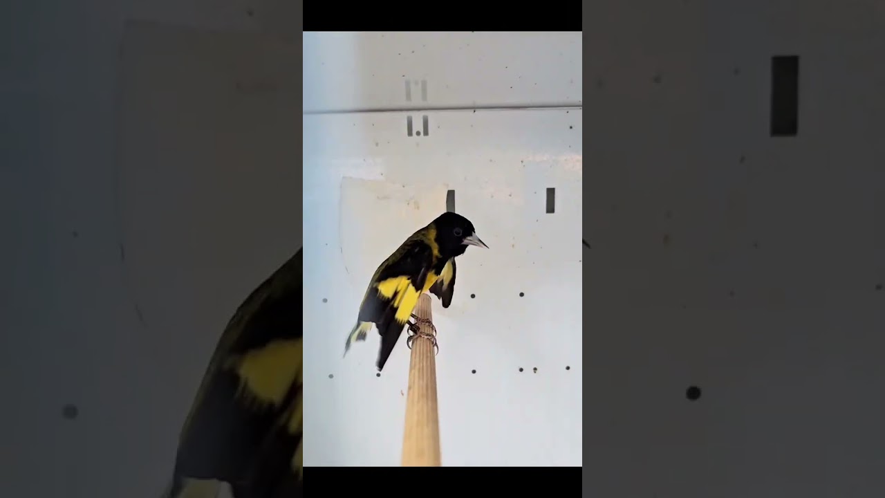 Carduelis Notata 🔥🌡