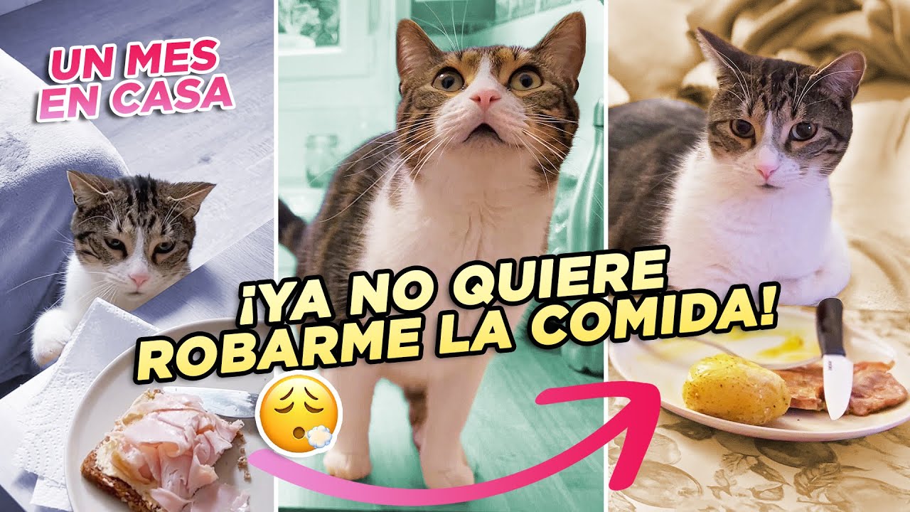¿EN QUÉ HA MEJORADO MI GATO ALCACHOFO 🐯 tras 30 días viviendo conmigo? 🏠| Evolución de gato adoptado