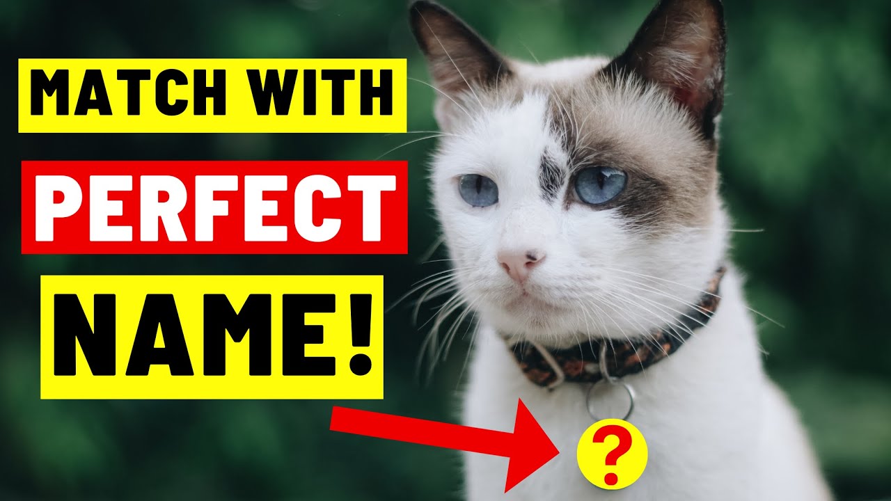 Top 100 Popular UNISEX Cat Names with HIDDEN Meanings!