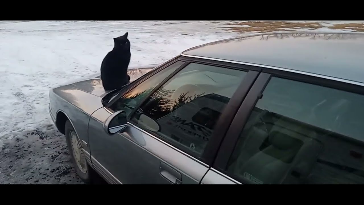 Guard Cat , Mice Patrol. 👌