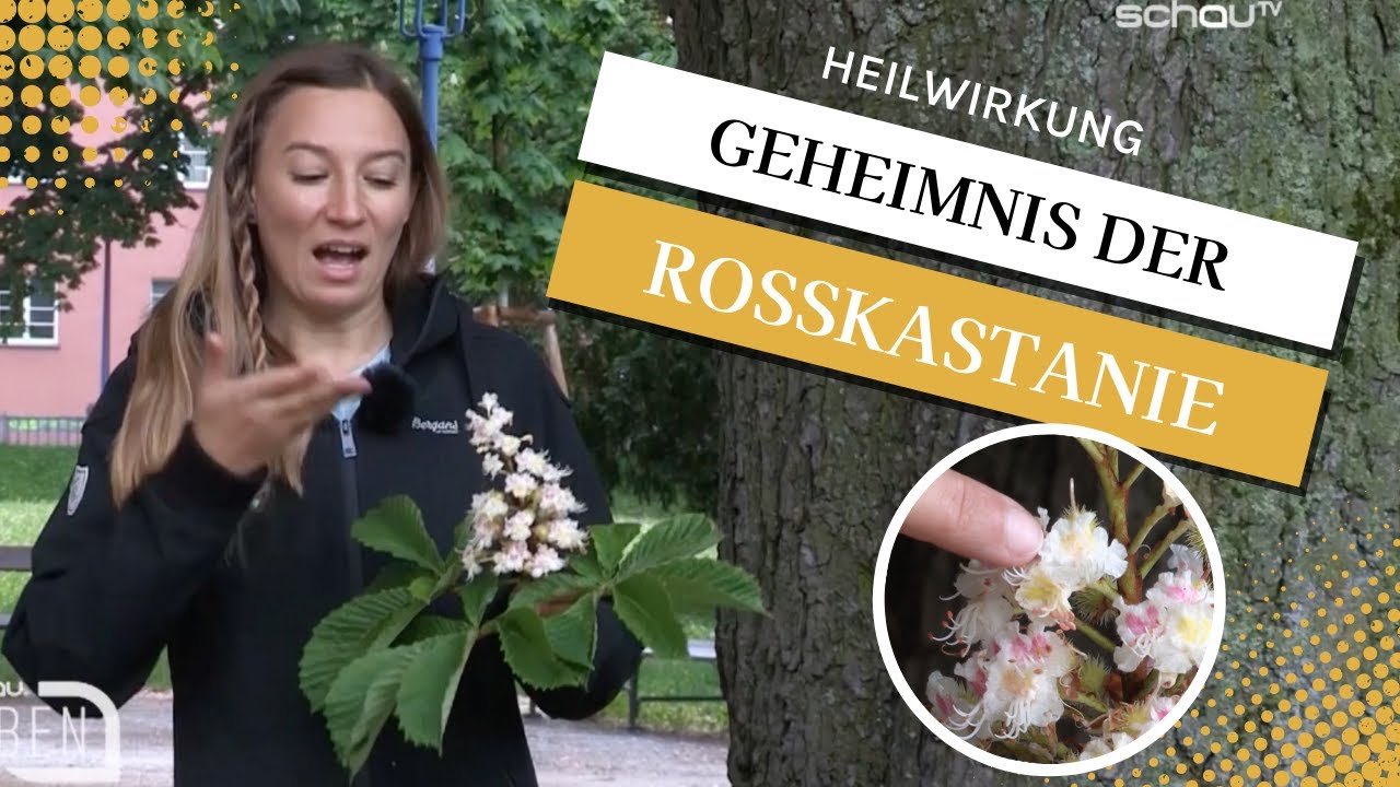 Die HEILWIRKUNG der ROSSKASTANIE - Gegen Krampfadern und andere Gef&auml;&szlig;-Leiden