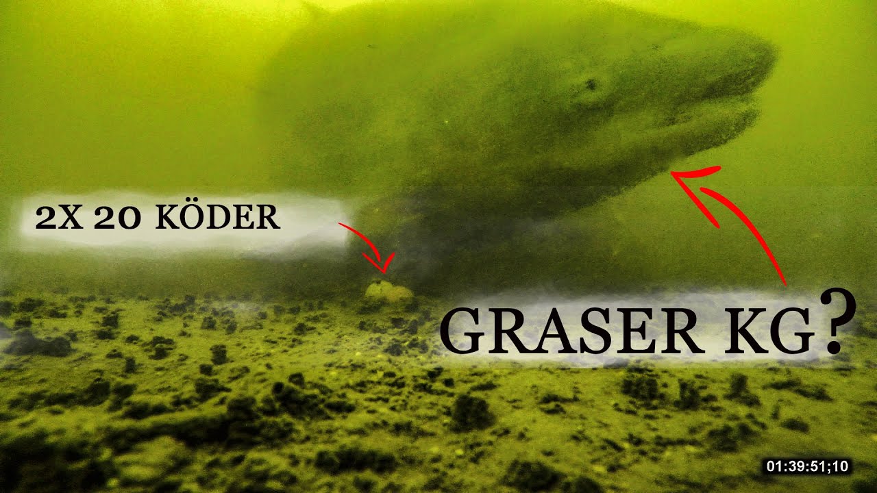 Donau Riese Unterwasser Aufnahme Carpfishing