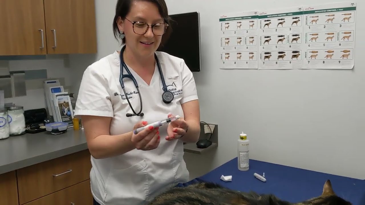 Démonstration - Injection d'insuline à l'aide d'un stylo (chat)