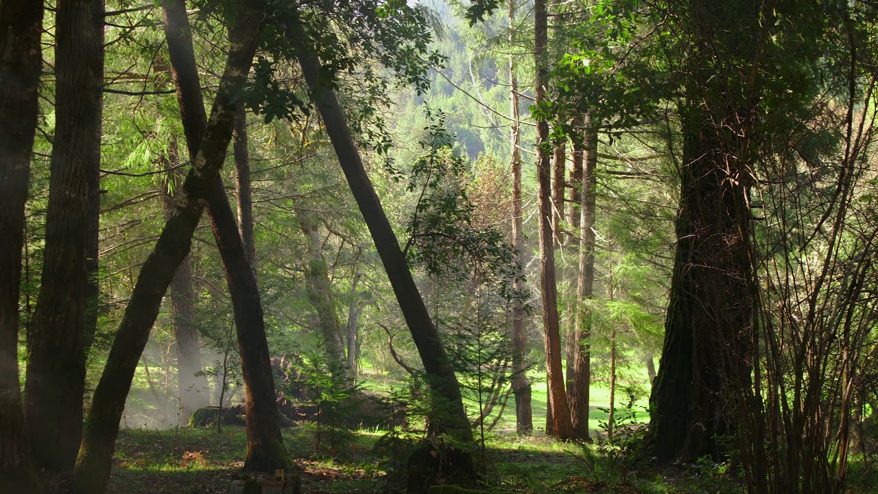 4K FREE STOCK FOOTAGE - Pan Across Forest