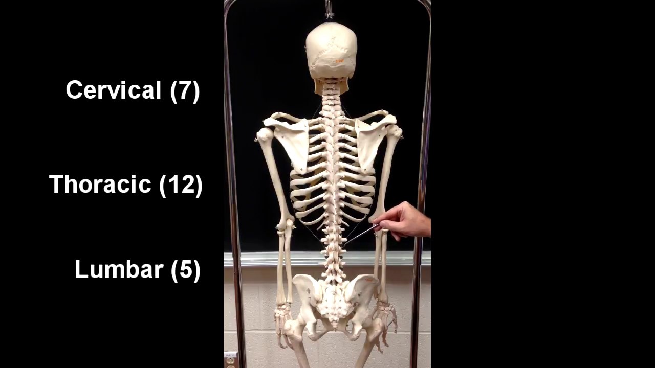 Anatomy of the Axial Skeleton