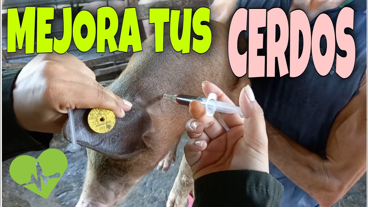 Desparacitación y Vitaminización de LECHONES 🐷 | ¿Como inyectarlos?💉 | Mi Proyecto Porcino 🐷👩🏻‍🌾