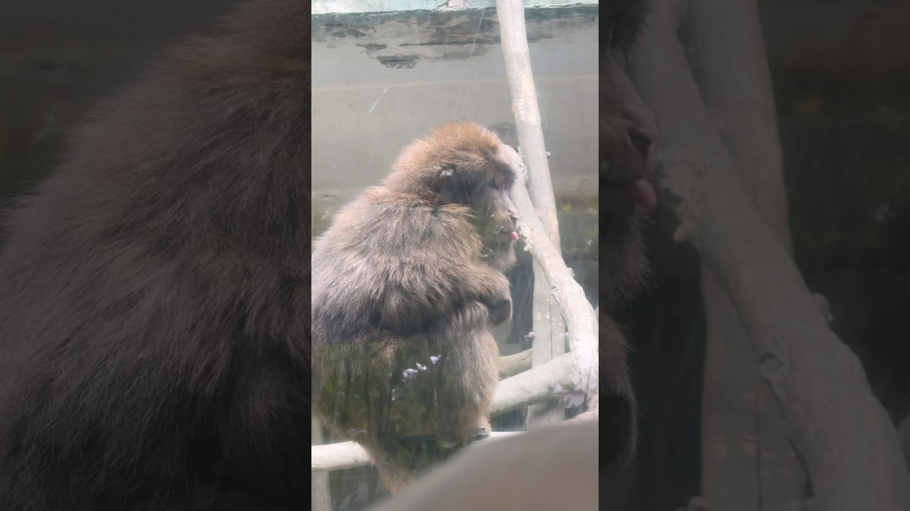 What Monkeys Do For Each Other That We Don't See #zooanimals #naturelovers #rareanimals #chinapanda