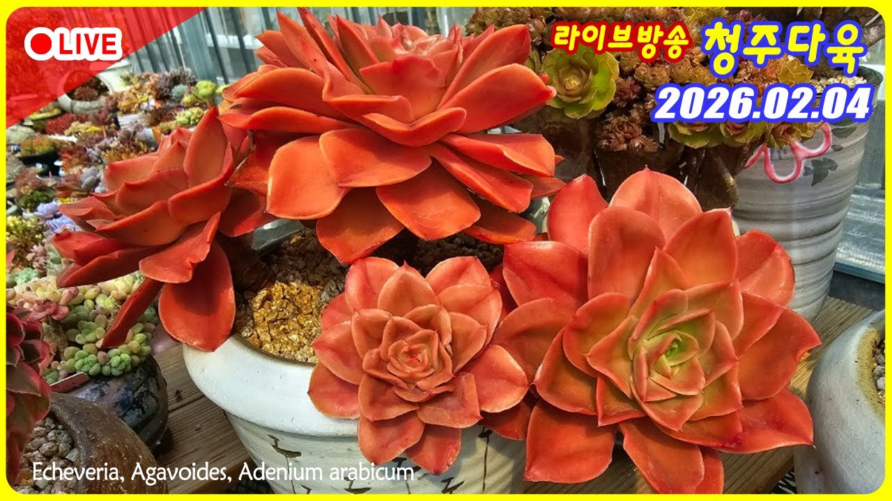 청주 다육 라이브 방송입니다. 리더 달타냥과 함꼐 힐링 타임   #다육 #succulent #plants #다육이라방 #livestream #korean
