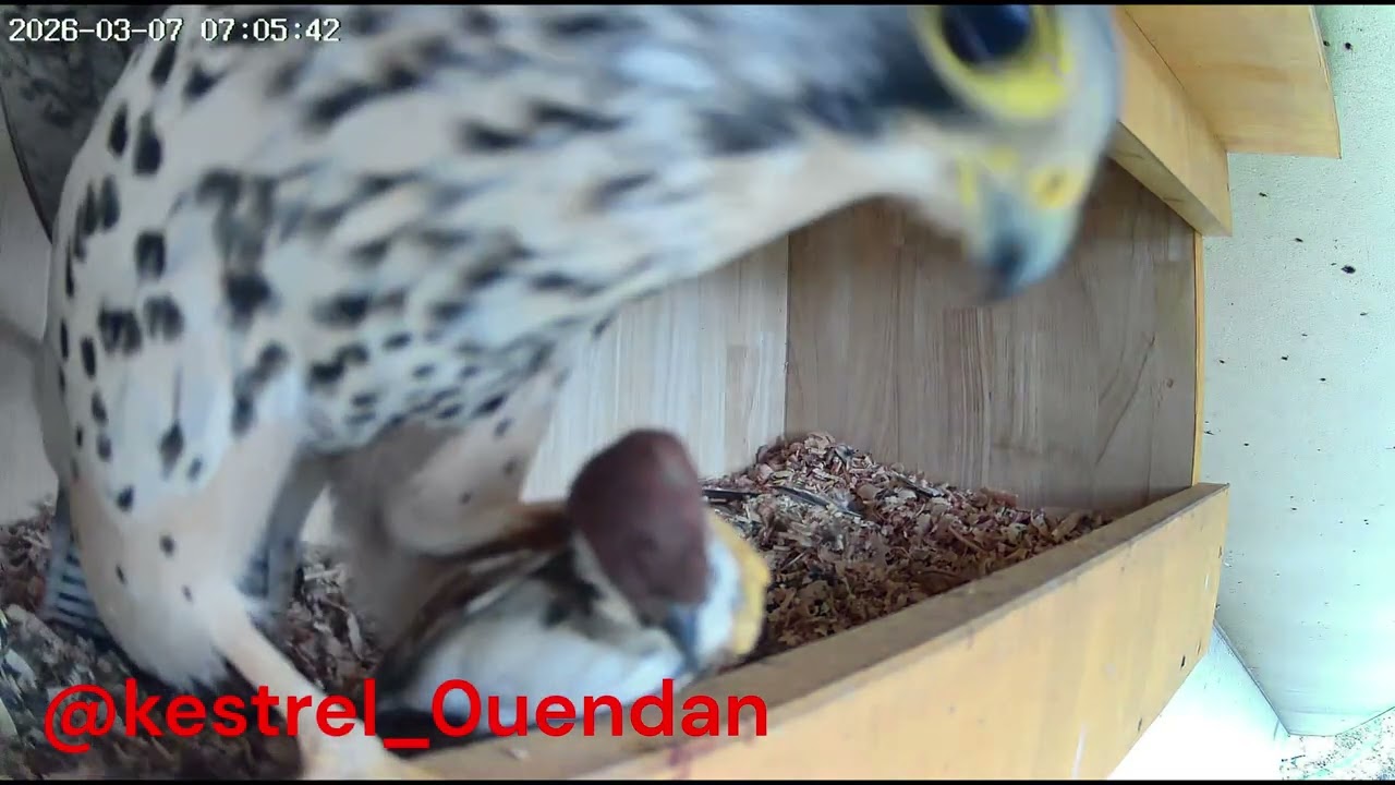 🐦チョウゲンボウカメラC地点（2026/03/07）