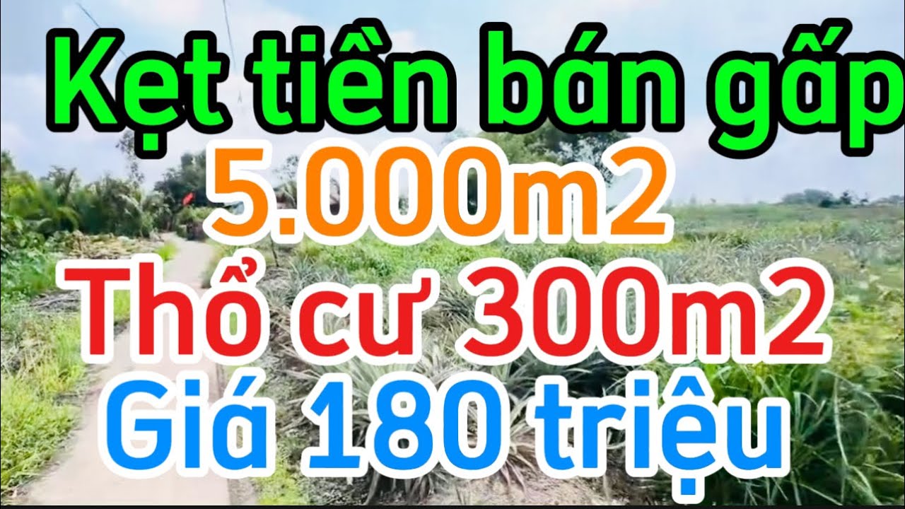 Kẹt tiền bán gấp 5.000m2 đất vườn thổ cư 300m2 giá ngộp 180 triệu Xã Vĩnh hòa Hưng Tỉnh An Giang 