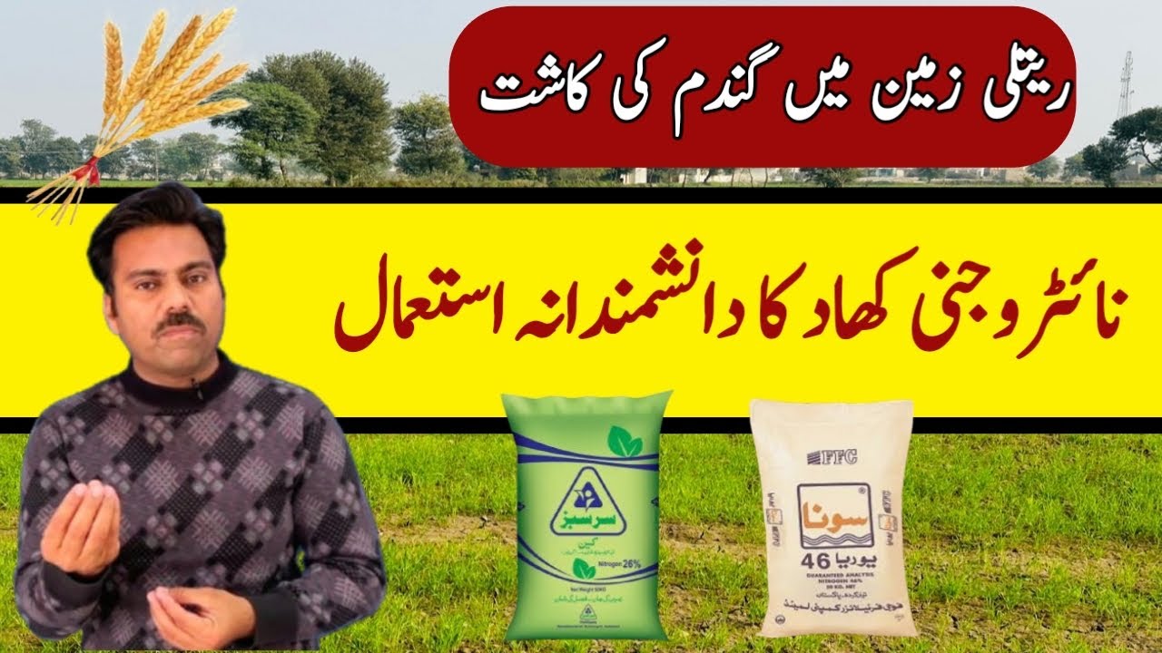 How to use nitrogenous fertilizer in wheat crop in sandy soil | Urea & CAN application in sandy soil