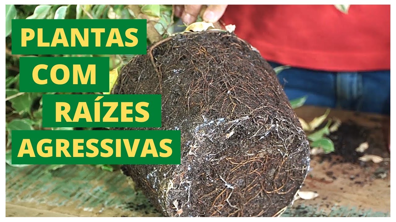 CONHEÇA AS PLANTAS QUE PODEM TE CAUSAR PROBLEMAS!!! | MURILO SOARES | SPAGNHOL PLANTAS