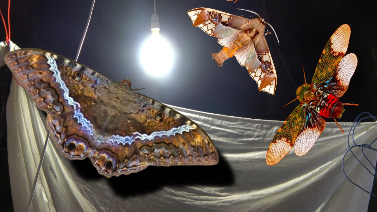 MOTH Light Trap attracts COOL Insects! [SE Brazil]