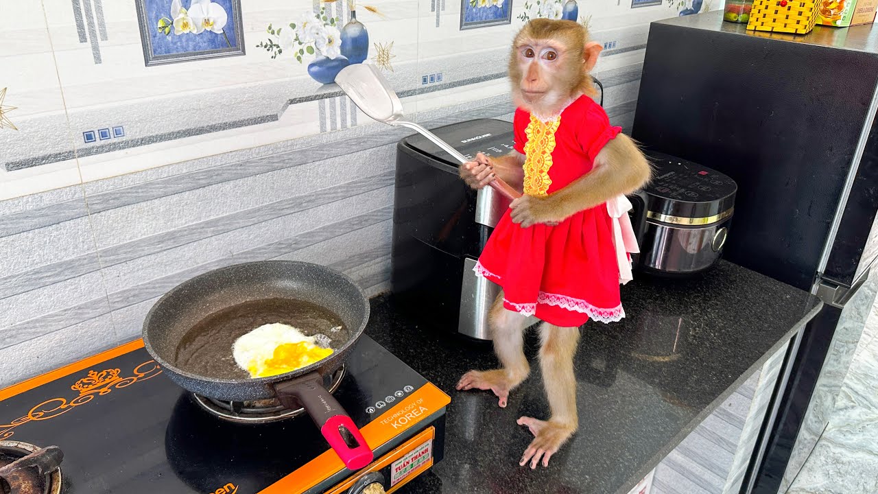 Smart monkey Kaka goes to the kitchen to fry eggs when is hungry