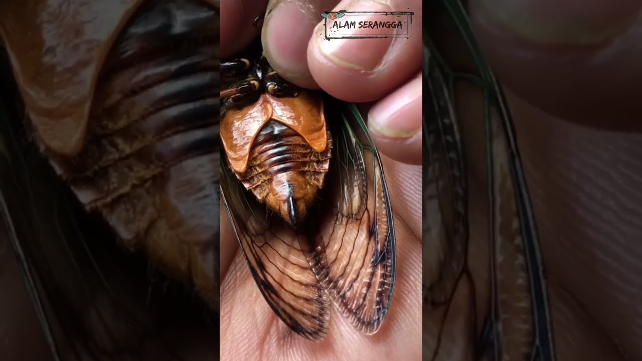 Suara nyaring Turaes |Tonggeret|Garepung |Cicada #short #cicada