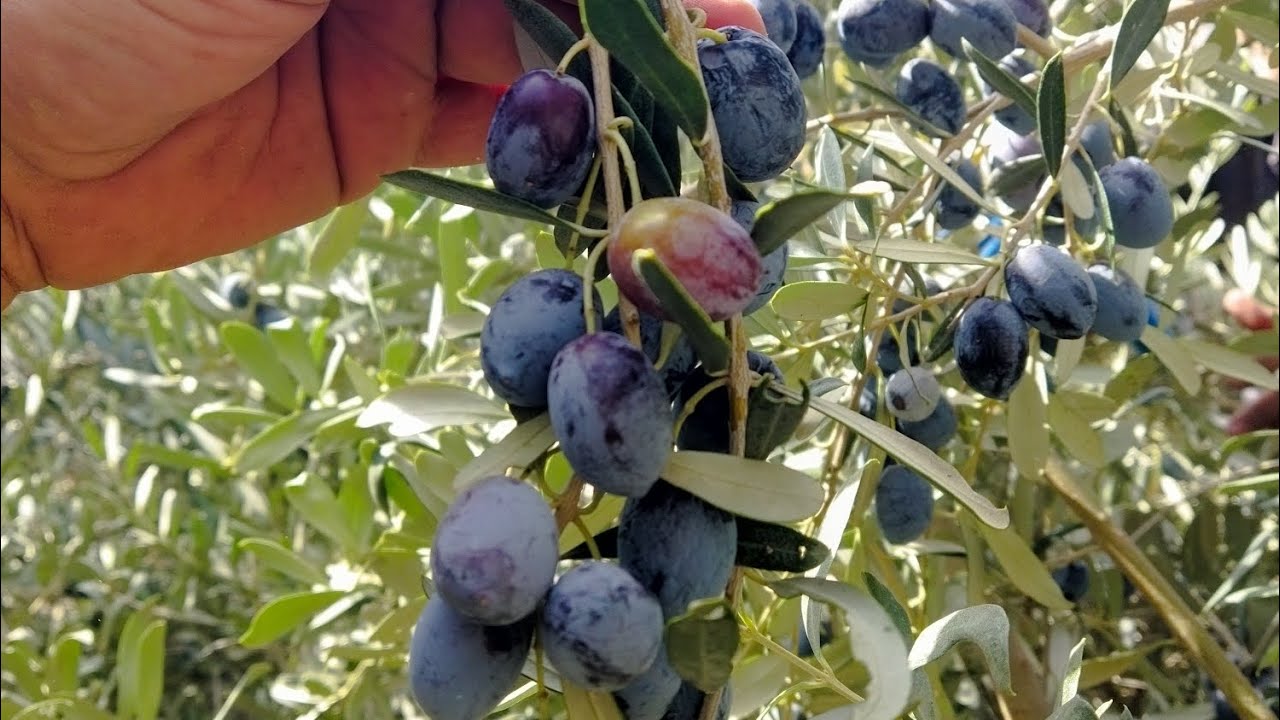 Zeytin Sezonu Bereketli Olsun.