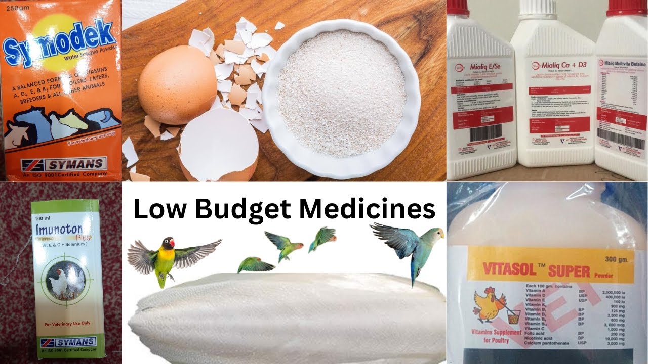 Low Budget Medicines for Birds in Breeding Season | HWI Aviary