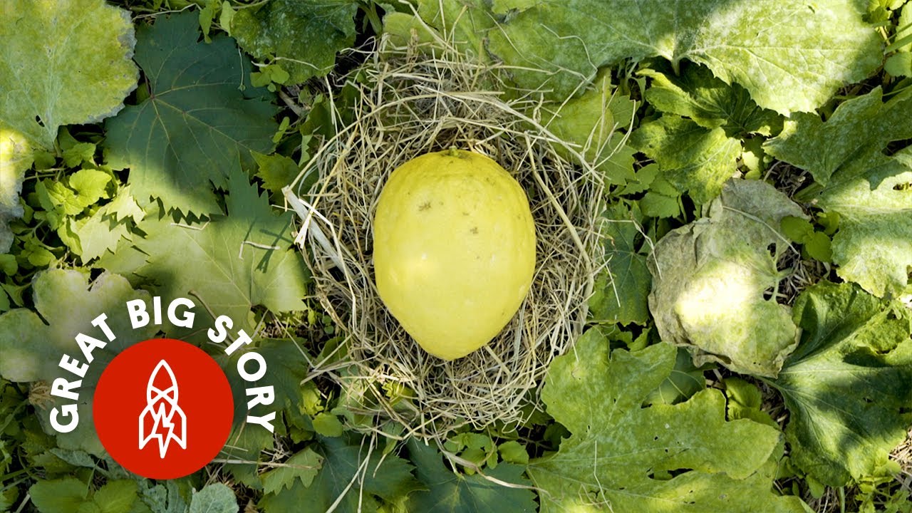 Could This Fruit Be the World’s Most Prized?