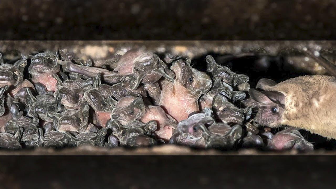 Bats in the building? Here's how to exclude them safely