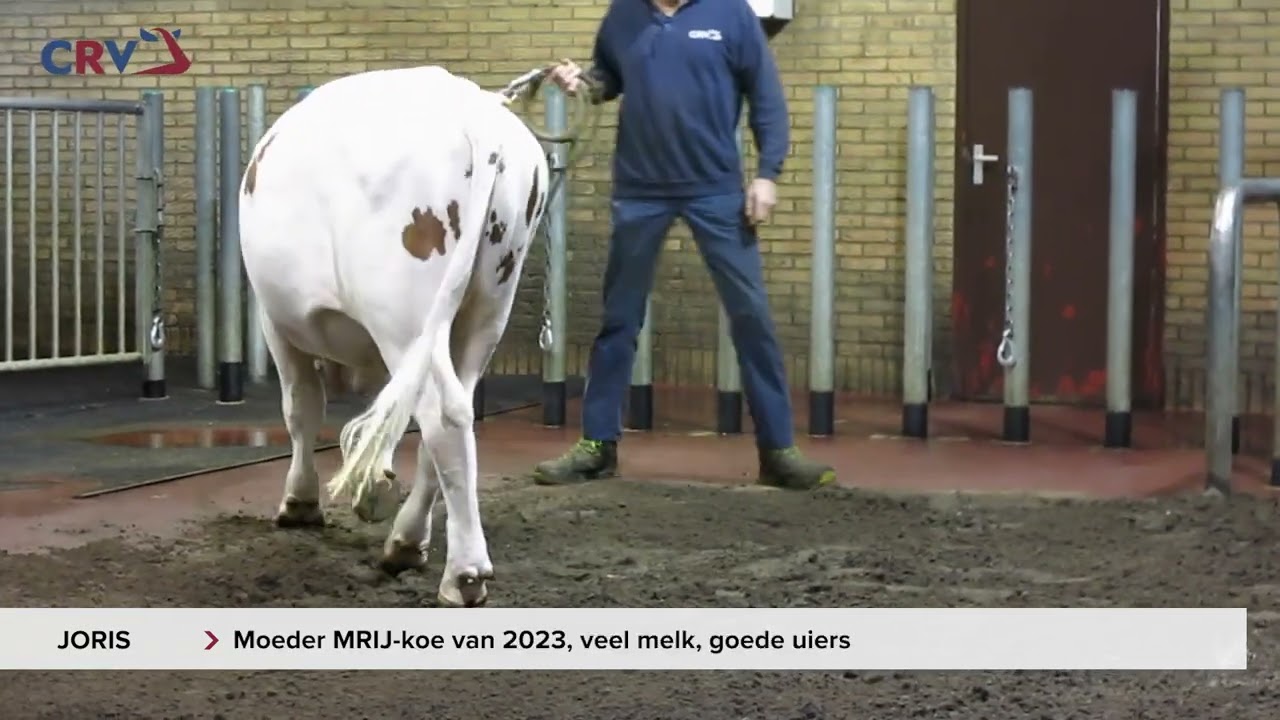 Joris (MRIJ)