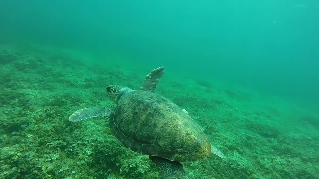 Torre Guaceto Marine Protected Area_natural reef (Apulia - Italy)
