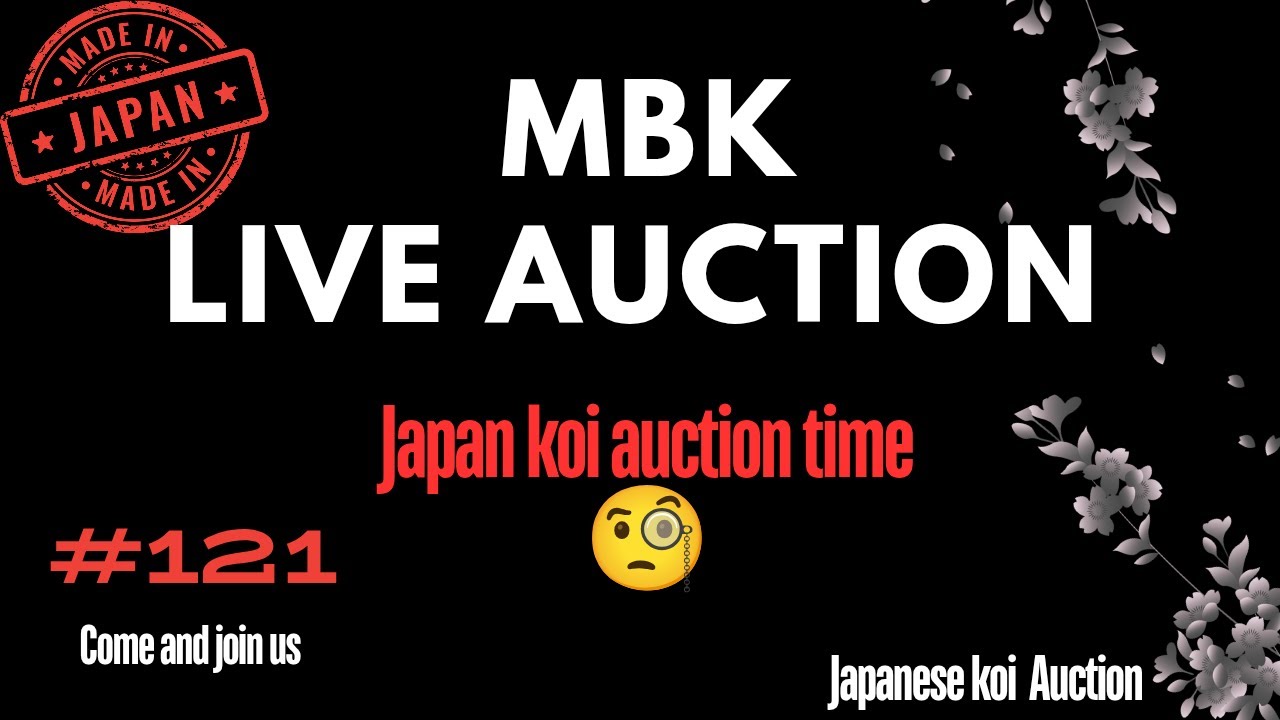 Live Japanese koi auction 