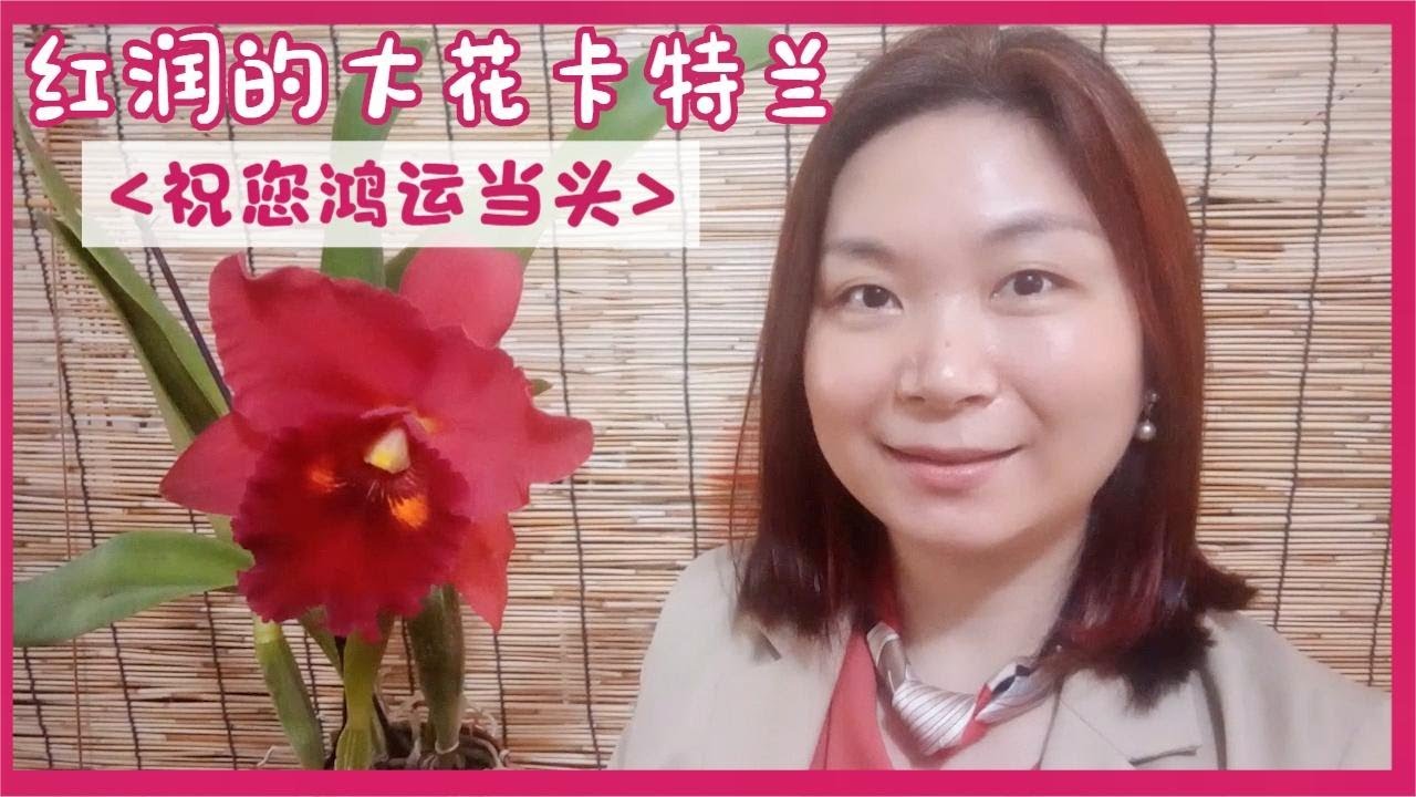 117 嘉德丽雅兰品种栽培分享：红润的大花嘉德利亚兰卡特兰，为新年带来喜气洋洋的气氛，越看越喜欢