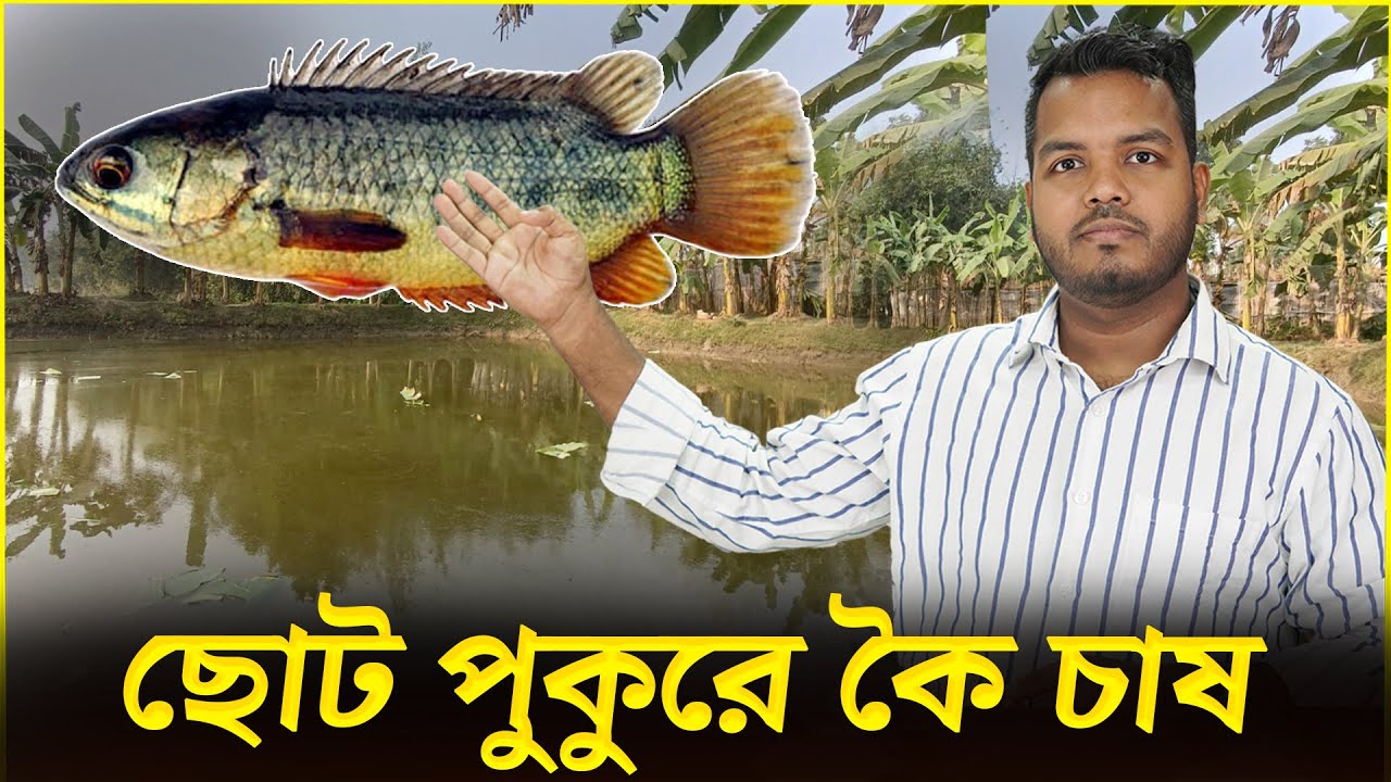 ছোট পুকুরে কৈ চাষ || Shakib AGRO || ভিয়েতনাম কৈ মাছ চাষের বিস্তারিত || ছোট পুকুরে কৈ মাছের সুবিধা