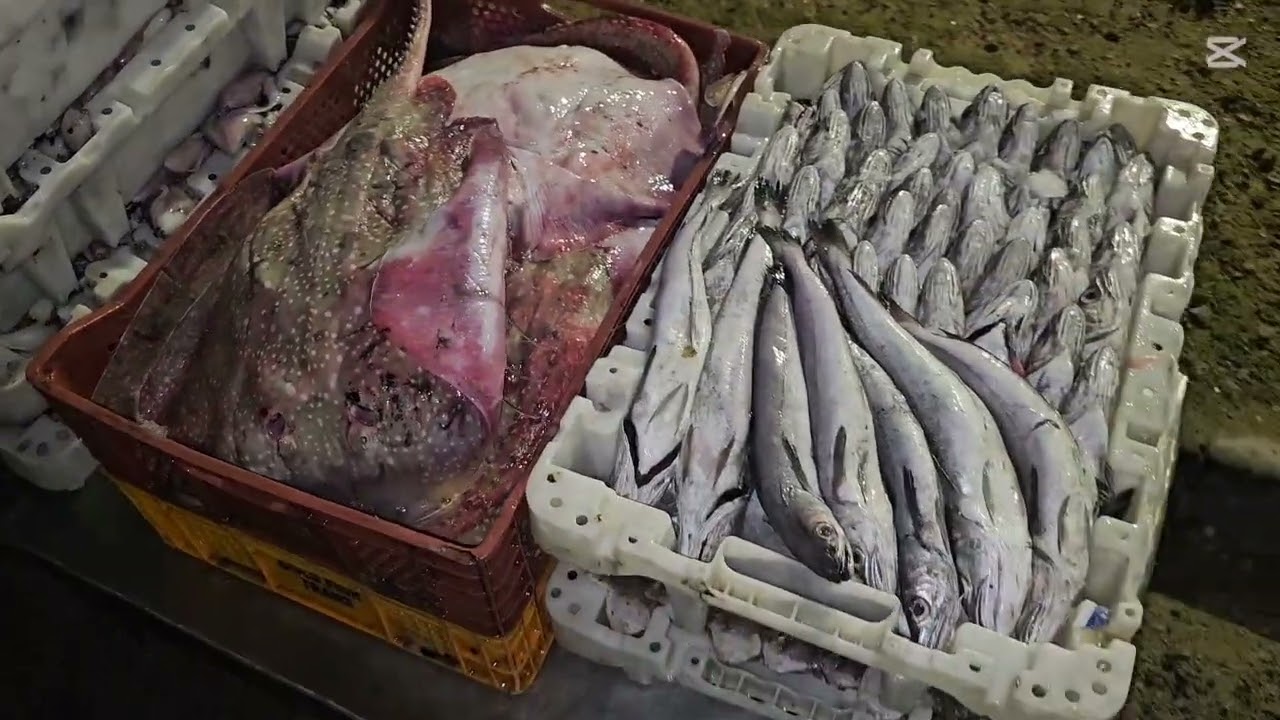 اليوم الخميس12/02/2026  #مرحبا #بالجميع #في#سوق#أحسن تمن في #البيتات#الرباط#حي#يعقوب0666468377 