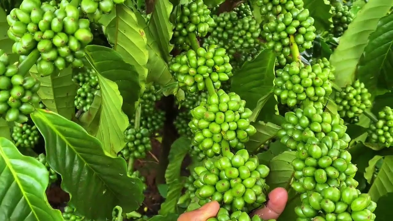 xử l&yacute; tận gốc c&agrave; ph&ecirc; bị v&agrave;ng l&aacute; chết ngọn .