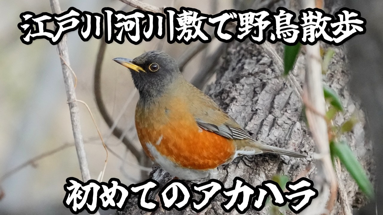 【野鳥撮影】江戸川河川敷で野鳥散歩！野鳥撮影一年生