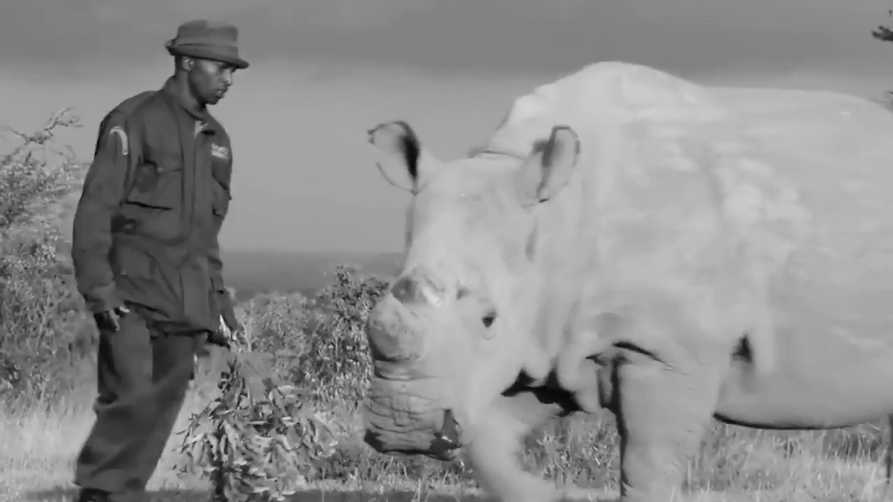 Preserving the Memory of the Northern White Rhino