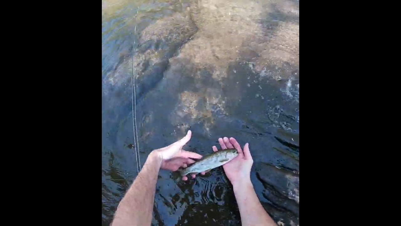 Fly Fishing North Mills River near Asheville, NC (April 2023)