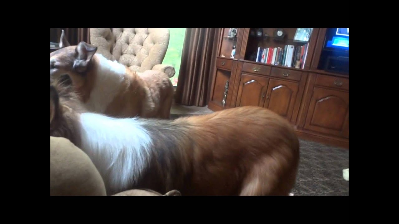 Crazy collies are the best