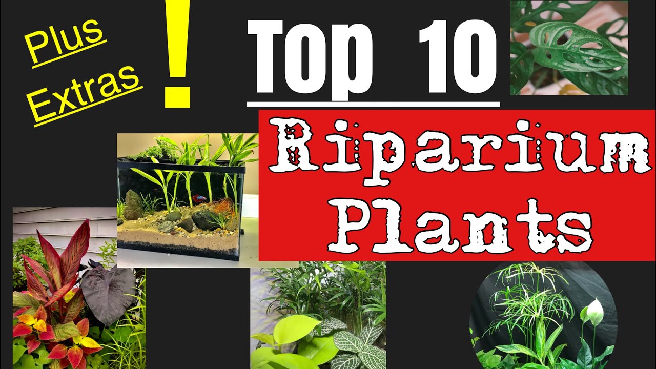 🎋🪴TOP 10 Riparium Plants+ extras!  🪴🎋