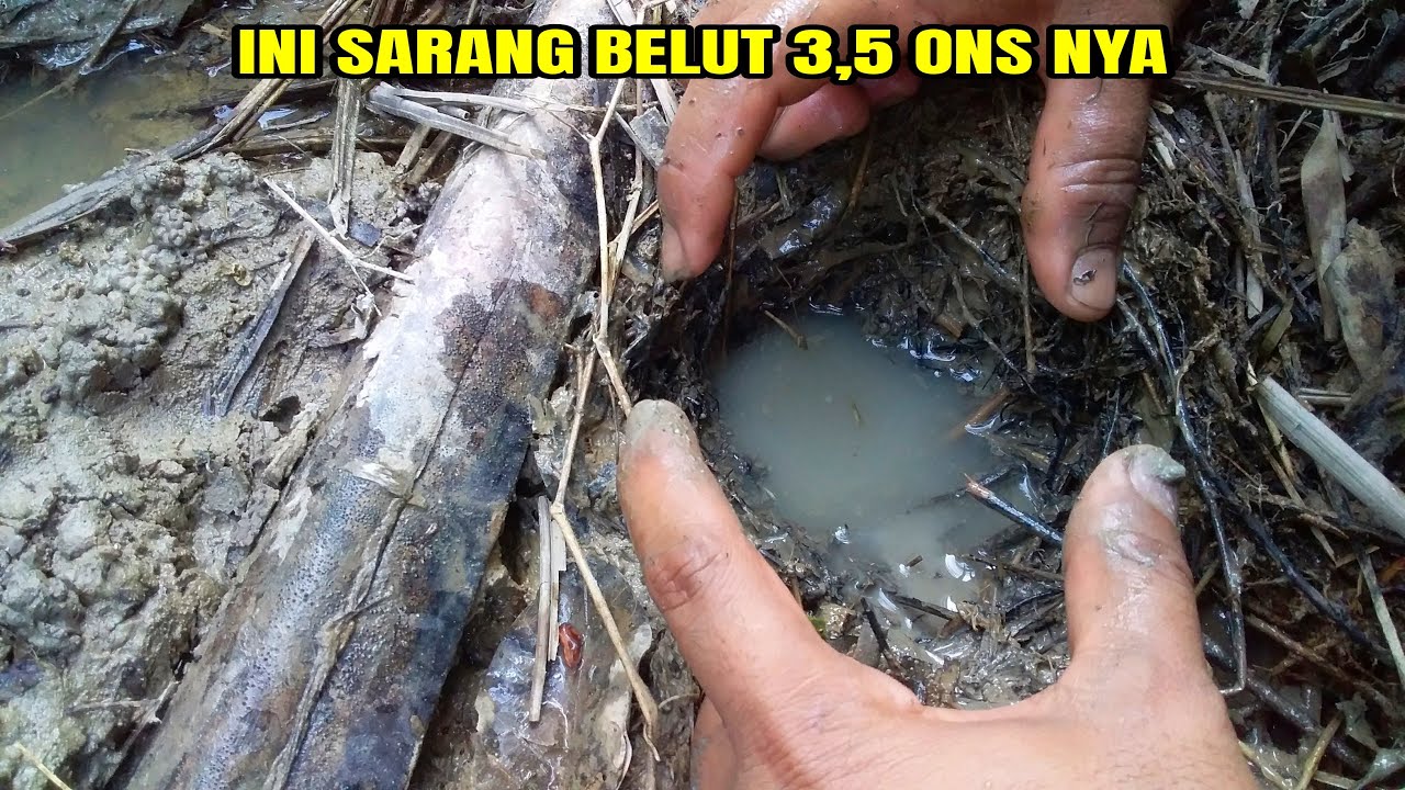Mancing Belut Di Kanal/Parit Sawit Cuman 9 Menitan Dapat Banyak