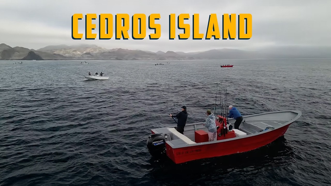 Epic Yellowtail Fishing – This Season Is on Another Level