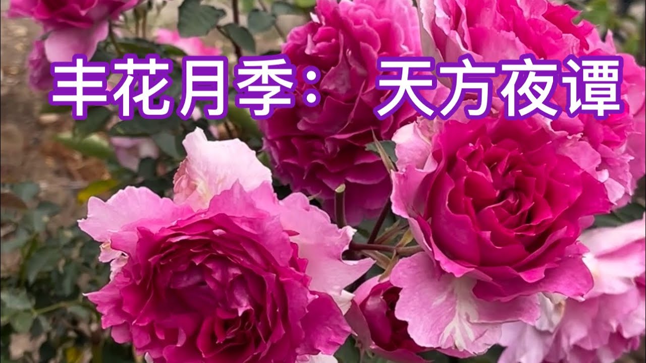 超级丰花系列2: 天方夜谭