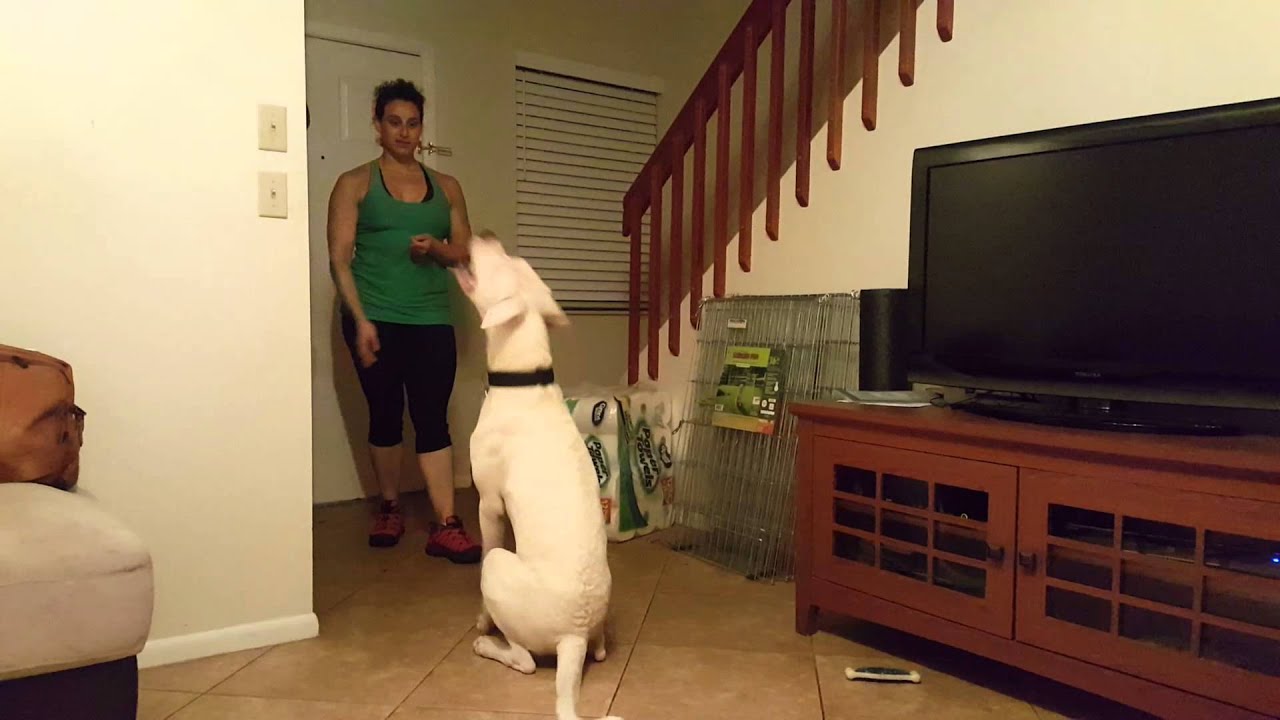 Dogo Puppy training