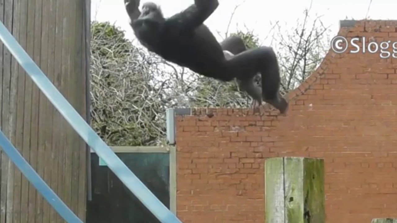 Spinning Monkey World Record