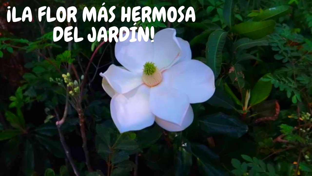 Magnolia planta de jardín | Cuidados básicos | ¡Hermosas flores gigantes olorosas!