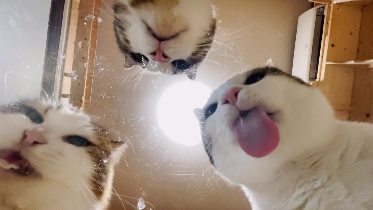 ペロペロペロペロペロペロ舐める猫の舌はかわいいです